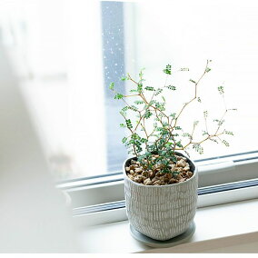 楽天市場 観葉植物 人気ランキング1位 売れ筋商品 楽天市場 観葉植物 人気ランキング1位 売れ筋商品